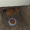 Sherbert is registered to the contest to win money with this photo: cat, orange_cat, pet, animal, feline, collar, lying_down, resting, food, wet_food, paper_plate, carpet, indoor, home, floor, white_furniture, brown, copper, relaxed, dinner