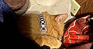 Sherbert joined the competition — help win amazing prizes! cat, orange_cat, sleeping, curled_up, pet, animal, collar, checkered_collar, furry, cozy, blanket, plush_toy, bed, indoors, home, wood_paneling, electrical_outlet, resting, warm_lighting, nap