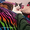 animal, blanket, calico_cat, cat, closeup, colorful, comfort, cozy, cute, domestic_cat, furniture, hand, indoor, petting, plush_toy, rainbow, relaxed, resting, soft, striped