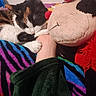 animal, arm, blanket, calico_cat, cat, closeup, colorful, comfort, cozy, furry, indoor, paw, person, pet, plush_toy, resting, sleeping_cat, snuggling, soft, striped_blanket