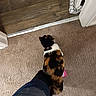 affection, animal, black, brown, calico, carpet, cat, cozy, domestic, doorway, floor, fur, home, indoor, leg, orange, patterned_fabric, pet, walking, white