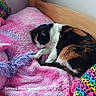 animal, bed, blanket, calico_cat, cat, colorful, cozy, cute, fur, furniture, indoor, pattern, pet, pink, plush_toy, purple, relaxing, resting, soft, wood