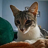 Squeaks joined the competition — help win amazing prizes! cat, pet, indoor, animal, feline, ears, blanket, cushion, closeup, fur, whiskers, resting, curious, cozy, portrait, domestic, mammal, eyes, soft_light, home