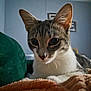 cat, pet, indoor, animal, feline, ears, blanket, cushion, closeup, fur, whiskers, resting, curious, cozy, portrait, domestic, mammal, eyes, soft_light, home