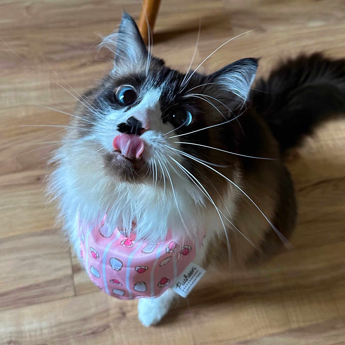 Mochi is registered to the contest to win money with this photo: animal, cat, close_up, curious, cute, domestic, face, feline, fluffy, home, indoor, looking_up, pet, pink_bib, playful, sitting, soft_fur, tongue_out, whiskers, wooden_floor