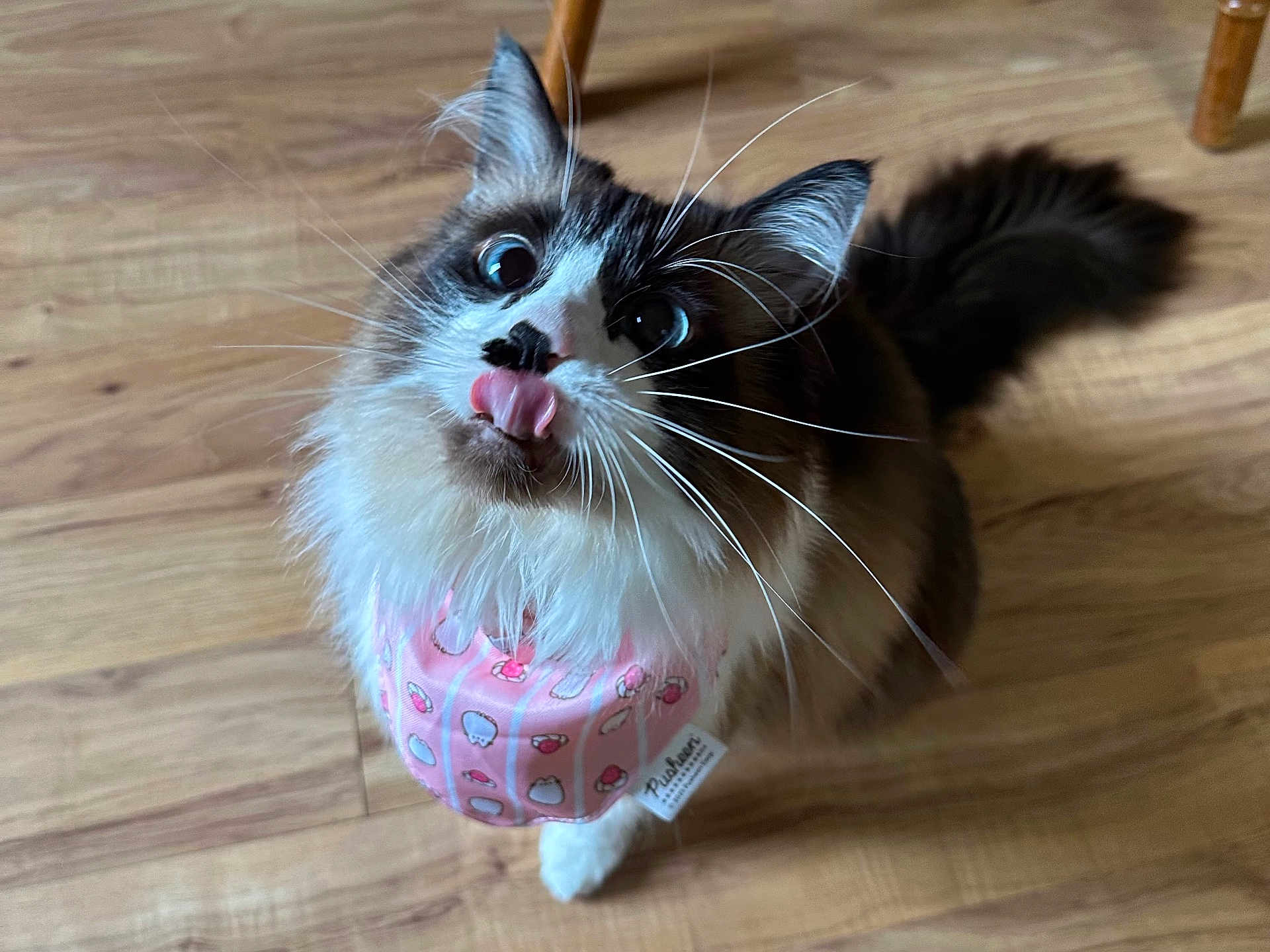 Mochi