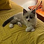 Mochi is registered to the contest to win money with this photo: animal, bed, blue_eyes, cat, cozy, cute, domestic_cat, fluffy, fur, furniture, indoor, kitten, lamp, paws, pet, relaxed, resting, whiskers, yellow_bedspread, young