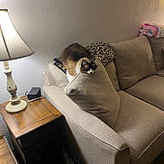 Mochi is registered to the contest to win money with this photo: animal, basket, blanket, cat, cozy, curious, cushion, decor, fluffy, furniture, home, indoor, lamp, living_room, pet, relaxed, side_table, sofa, toy, wood_floor