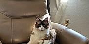 Mochi is registered to the contest to win money with this photo: cat, chair, leather, furniture, window, curtain, indoor, pet, relaxed, fluffy, blue_eyes, natural_light, cozy, home, animal, sitting, paw, tail, fur, resting