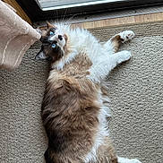 Mochi joined the competition — help win amazing prizes! cat, fluffy, blue_eyes, carpet, indoor, relaxed, pet, animal, window, glass_door, curious, fur, white_paws, brown_fur, long_hair, laying_down, cozy, natural_light, house, domestic_animal
