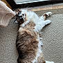 cat, fluffy, blue_eyes, carpet, indoor, relaxed, pet, animal, window, glass_door, curious, fur, white_paws, brown_fur, long_hair, laying_down, cozy, natural_light, house, domestic_animal