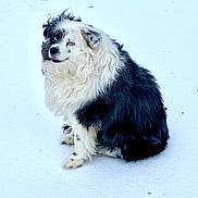 Trigger joined the competition — help win amazing prizes! dog, snow, outdoor, fur, blue_eyes, sitting, white, black, animal, pet, canine, winter, cold, fluffy, nature, mammal, portrait, cute, companion, friendly