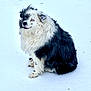 dog, snow, outdoor, fur, blue_eyes, sitting, white, black, animal, pet, canine, winter, cold, fluffy, nature, mammal, portrait, cute, companion, friendly