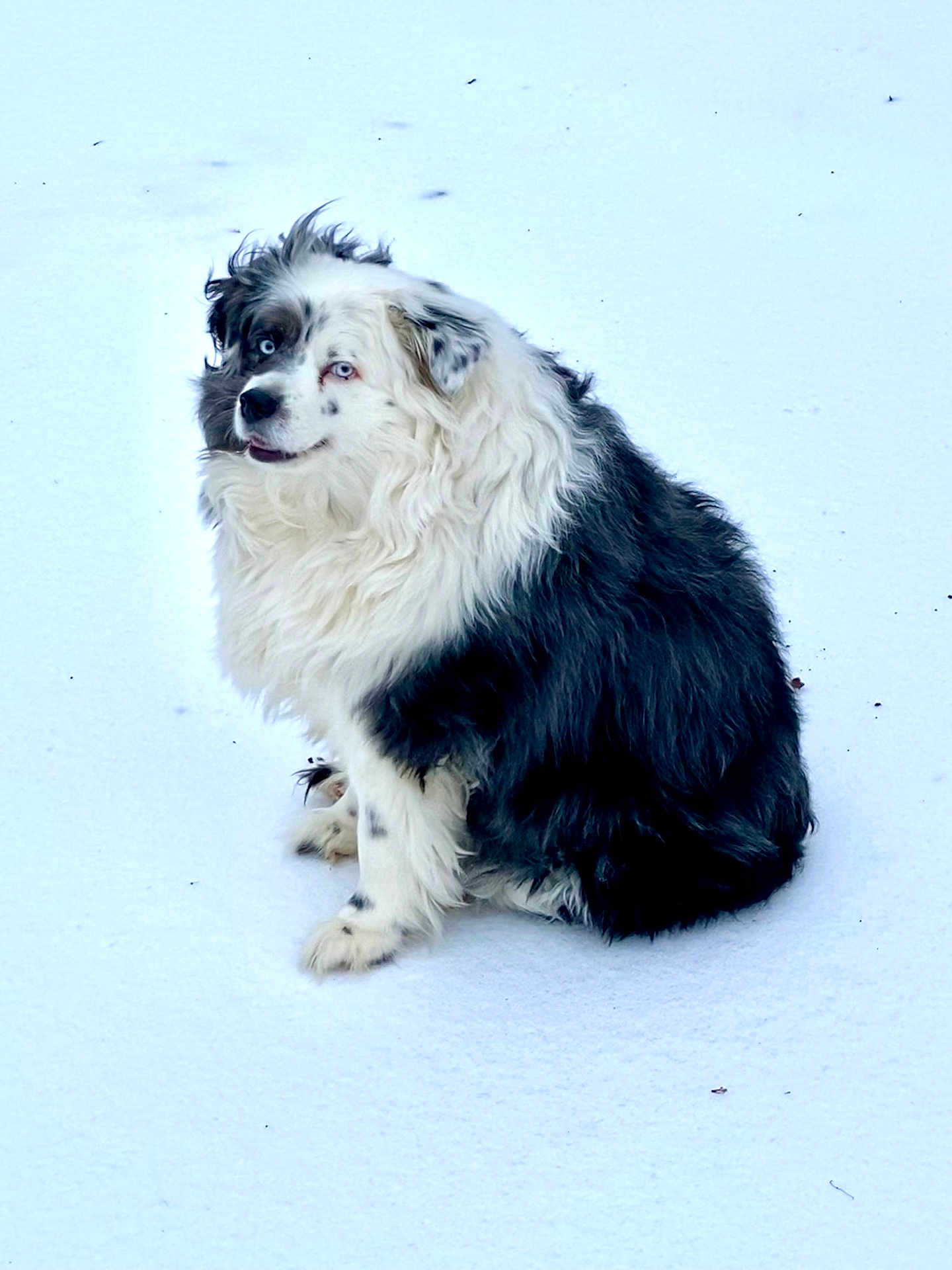 Trigger joined the competition — help win amazing prizes! dog, snow, outdoor, fur, blue_eyes, sitting, white, black, animal, pet, canine, winter, cold, fluffy, nature, mammal, portrait, cute, companion, friendly