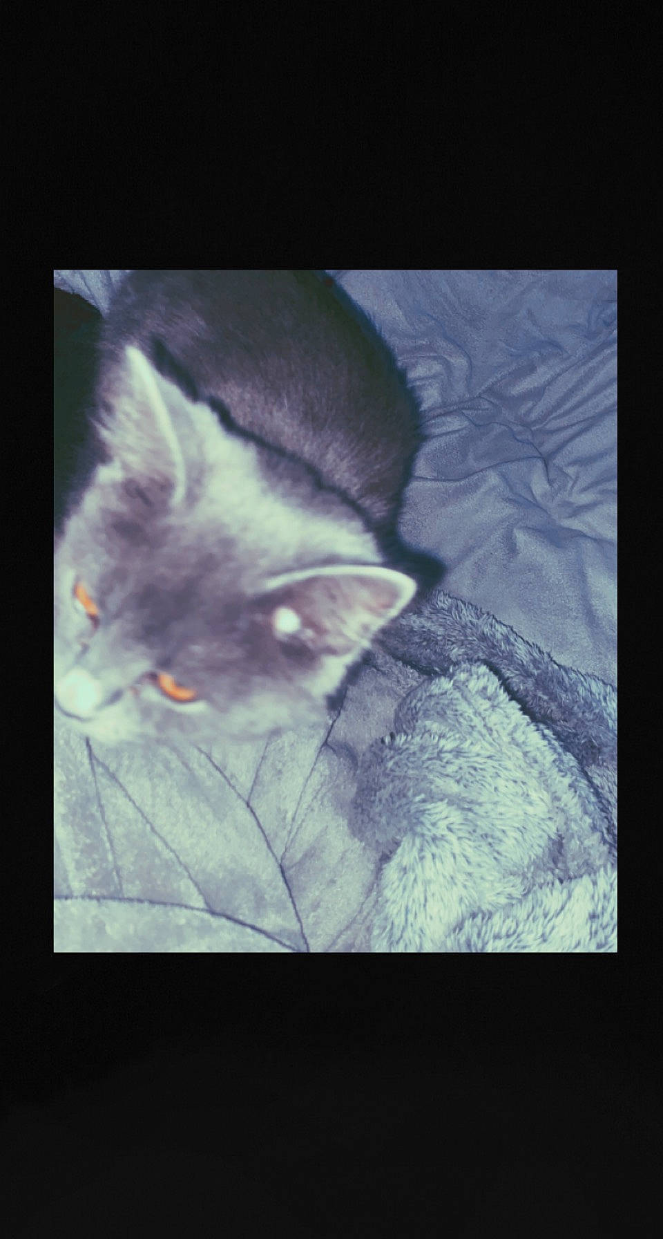 Winston Churchhill is registered to the contest to win money with this photo: art, carnivore, cat, darkness, domestic_short_haired_cat, electric_blue, felidae, fur, grey, monochrome_photography, organism, paw, photo_caption, plant, small_to_medium_sized_cats, square, still_life_photography, tail, visual_arts, whiskers