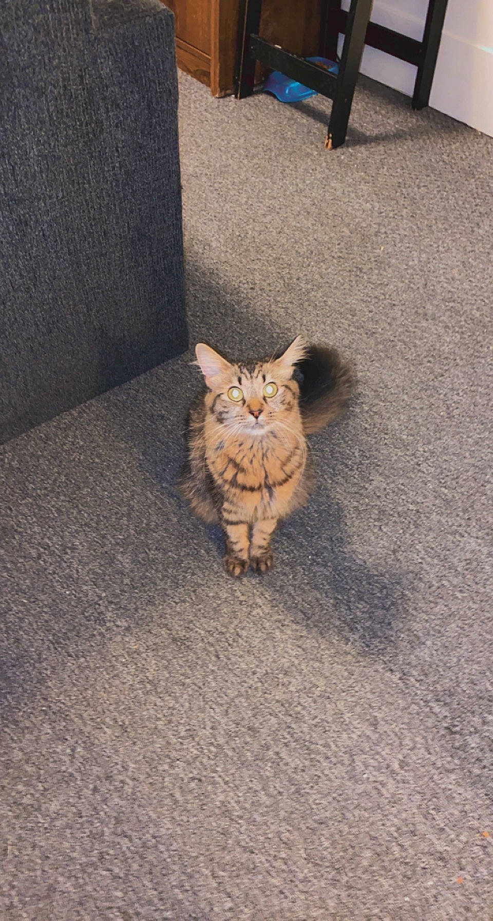 Chaloopa is registered to the contest to win money with this photo: asphalt, carnivore, cat, comfort, domestic_short_haired_cat, fawn, felidae, floor, flooring, fur, grey, human_leg, road_surface, shadow, small_to_medium_sized_cats, snout, tail, terrestrial_animal, whiskers, wood