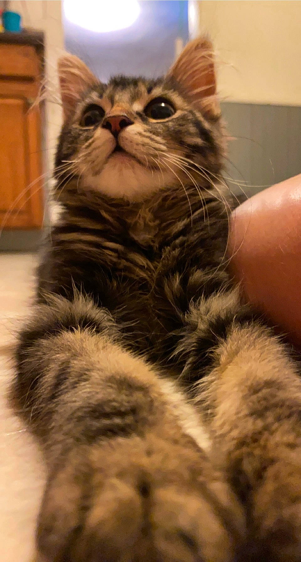 Gizmo joined the competition — help win amazing prizes! carnivore, cat, claw, domestic_short_haired_cat, ear, fawn, felidae, fur, paw, sitting, small_to_medium_sized_cats, snout, tail, terrestrial_animal, whiskers