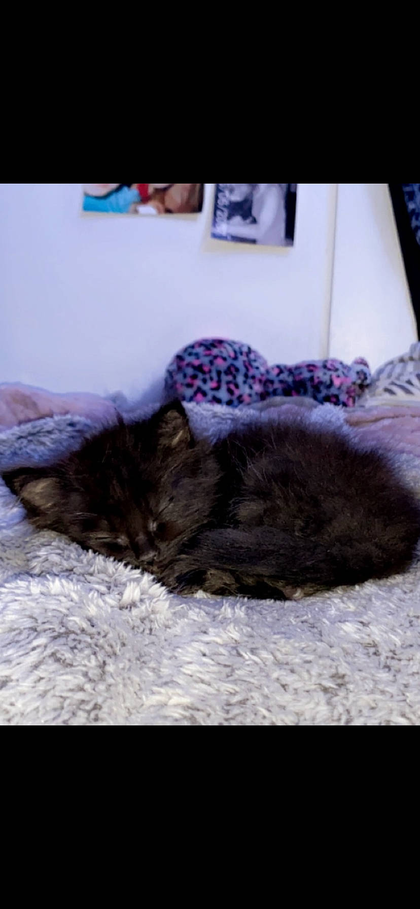 Boogie joined the competition — help win amazing prizes! bed, bed_sheet, bedding, black_cat, canidae, carnivore, cat, comfort, domestic_short_haired_cat, felidae, fur, grey, linens, nap, picture_frame, room, small_to_medium_sized_cats, tail, terrestrial_animal, whiskers