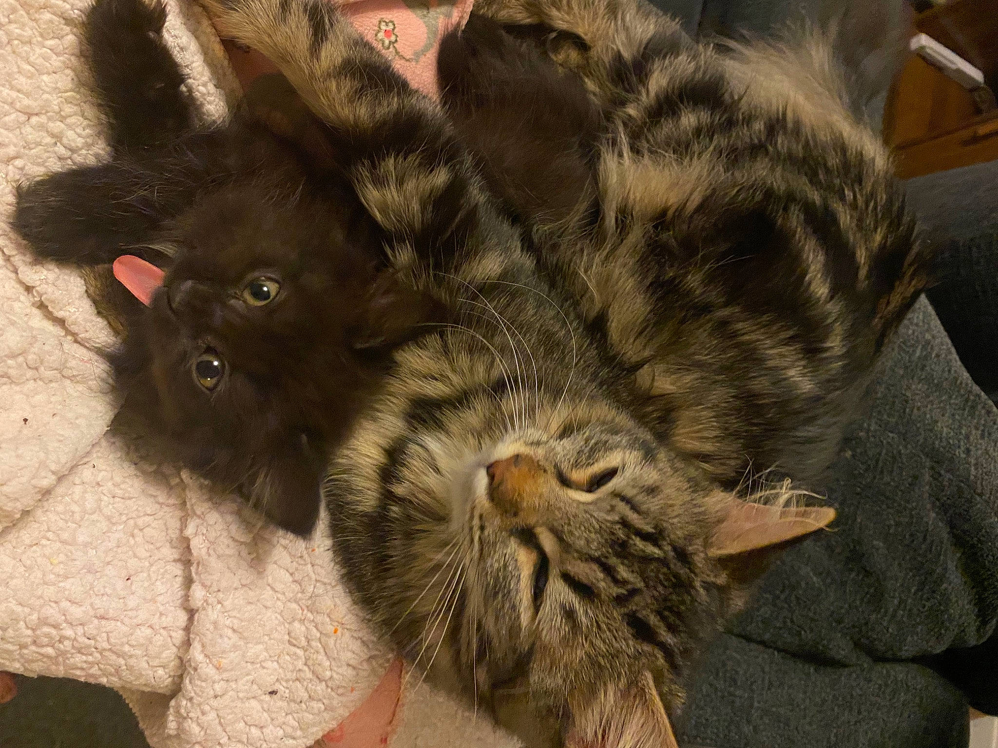 Boogie joined the competition — help win amazing prizes! black_cat, carnivore, cat, claw, comfort, domestic_short_haired_cat, ear, felidae, fur, liver, nap, paw, sleep, small_to_medium_sized_cats, snout, tail, terrestrial_animal, whiskers