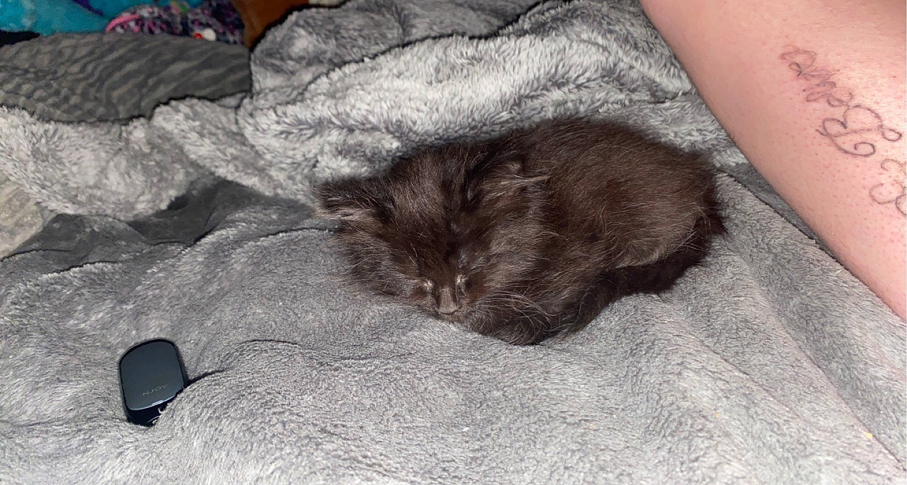 Boogie is registered to the contest to win money with this photo: black_cat, carnivore, cat, claw, comfort, domestic_short_haired_cat, felidae, fur, grey, mouse, nap, paw, sand, small_to_medium_sized_cats, tail, terrestrial_animal, whiskers