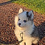 Kiba a rejoint le concours — aidez-le/la à gagner de superbes lots ! puppy, dog, husky_puppy, blue_eyes, fluffy_fur, white_fur, gray_fur, leash, collar, sitting, outdoors, gravel, grass, sunlight, shadow, ears, nose, paws, portrait, cute