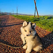 Kiba a rejoint le concours — aidez-le/la à gagner de superbes lots ! puppy, dog, pet, fluffy, leash, gravel_path, outdoor, morning, sunlight, blue_sky, grass, ears, blue_eyes, sitting, portrait, small_animal, nature, park, adorable, cute