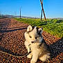 puppy, dog, pet, fluffy, leash, gravel_path, outdoor, morning, sunlight, blue_sky, grass, ears, blue_eyes, sitting, portrait, small_animal, nature, park, adorable, cute