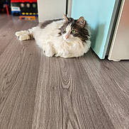 Mojito participe au concours pour gagner de l'argent avec cette photo : animal, blurred_background, cabinet, cat, cute, domestic_cat, floor, fluffy, fur, furniture, green_eyes, household, indoor, pet, relaxed, resting, side_view, toy, whiskers, wooden_floor
