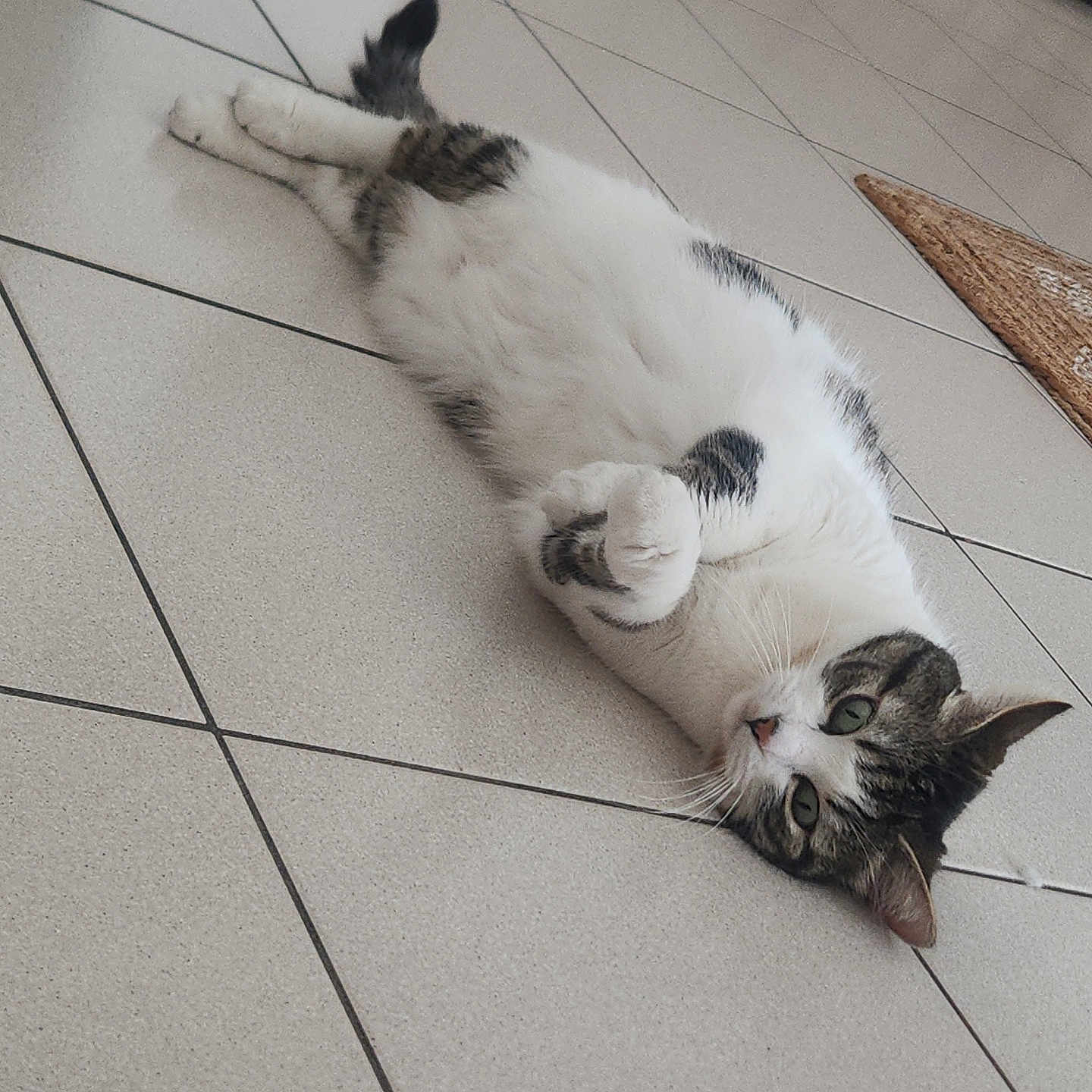 Minette a rejoint le concours — aidez-le/la à gagner de superbes lots ! animal, brown_fur, cat, cozy, cute, floor, fur, green_eyes, home, indoor, lying_down, mat, paws, pet, relaxed, resting, striped, tile, whiskers, white_fur