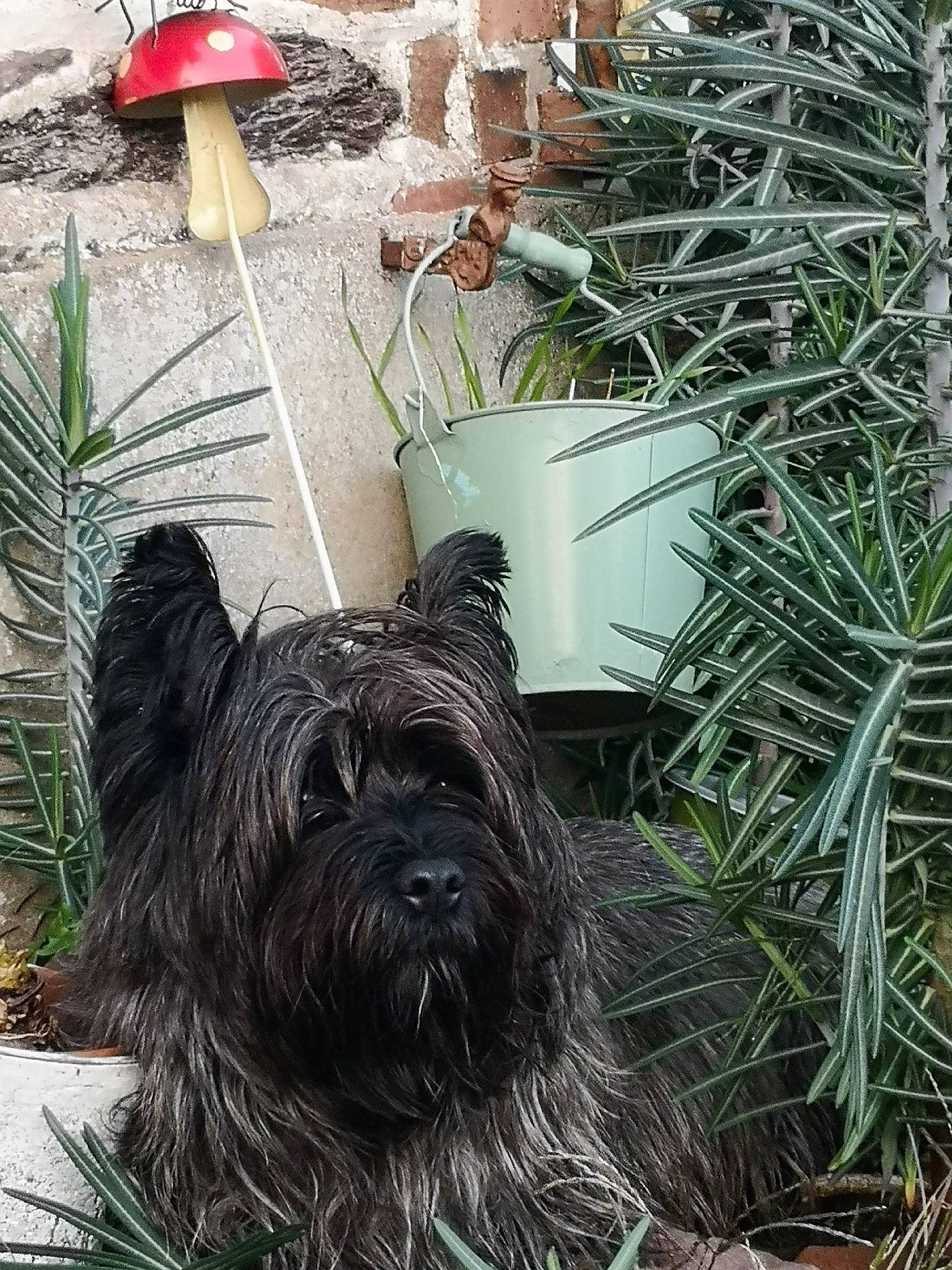 Nox participe au concours pour gagner de l'argent avec cette photo : carnivore, companion_dog, dog, dog_breed, dog_supply, flowerpot, grass, groundcover, herb, liver, plant, small_terrier, snout, terrestrial_plant, terrier, toy_dog, umbrella, water_dog, working_animal, yorkshire_terrier