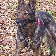 Ukraine participe au concours pour gagner de l'argent avec cette photo :