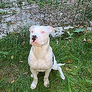 Oscar a rejoint le concours — aidez-le/la à gagner de superbes lots ! dog, white_dog, grass, fence, outdoor, pet, animal, sitting, backyard, nature, canine, ears, black_spot, fur, eyes, collar, ground, daylight, leaves, resting