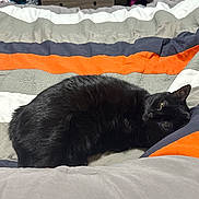 Moscato joined the competition — help win amazing prizes! black_cat, cat, bed, blanket, striped, indoor, furniture, dresser, clothing, relaxed, pet, animal, sleeping, cozy, fur, domestic, resting, comfort, cute, household