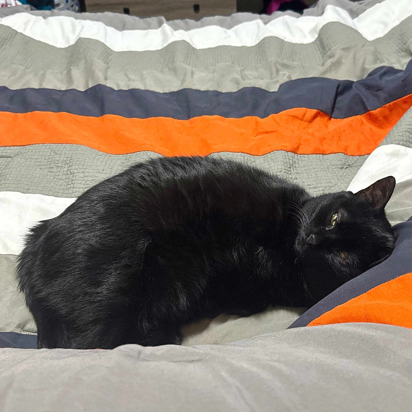 Moscato joined the competition — help win amazing prizes! animal, bed, black_cat, blanket, cat, clothing, comfort, cozy, cute, domestic, dresser, fur, furniture, household, indoor, pet, relaxed, resting, sleeping, striped