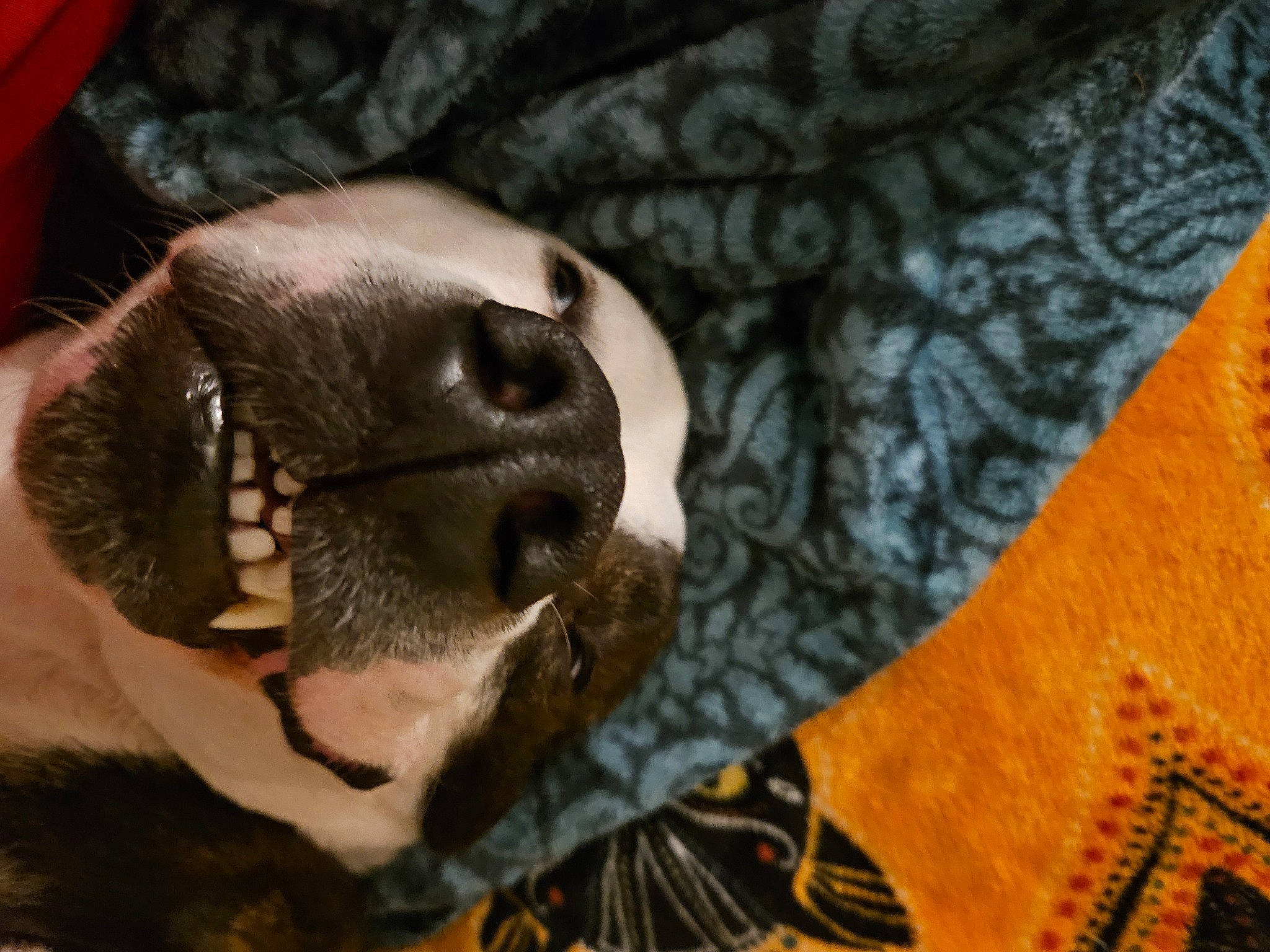 Anchor joined the competition — help win amazing prizes! canidae, carnivore, comfort, companion_dog, dog, dog_breed, ear, fawn, fur, liver, pattern, paw, snout, sporting_group, sunglasses, terrestrial_animal, toy_dog, whiskers, working_animal, wrinkle