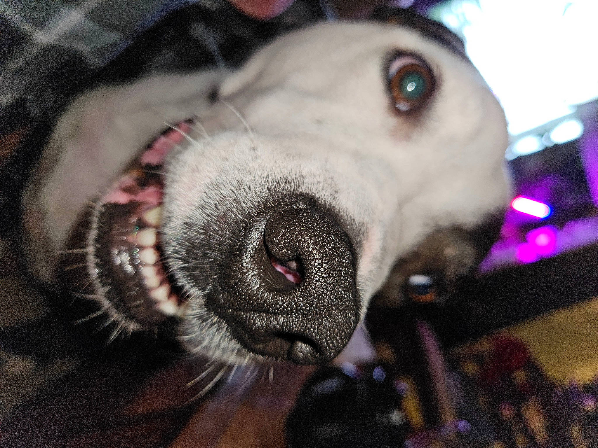 Anchor is registered to the contest to win money with this photo: audio_equipment, canidae, carnivore, close_up, collar, companion_dog, dog, dog_breed, ear, eyelash, fang, fawn, fur, jaw, leash, non_sporting_group, snout, sporting_group, whiskers, working_animal