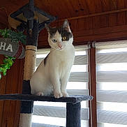 Néféra a rejoint le concours — aidez-le/la à gagner de superbes lots ! animal, cat, cat_tree, cute, daylight, domestic_cat, feline, gray_cat, heterochromia, home_interior, houseplant, indoor, pet, pet_furniture, relaxed, sitting, striped_blinds, white_cat, window_blinds, wood_paneling