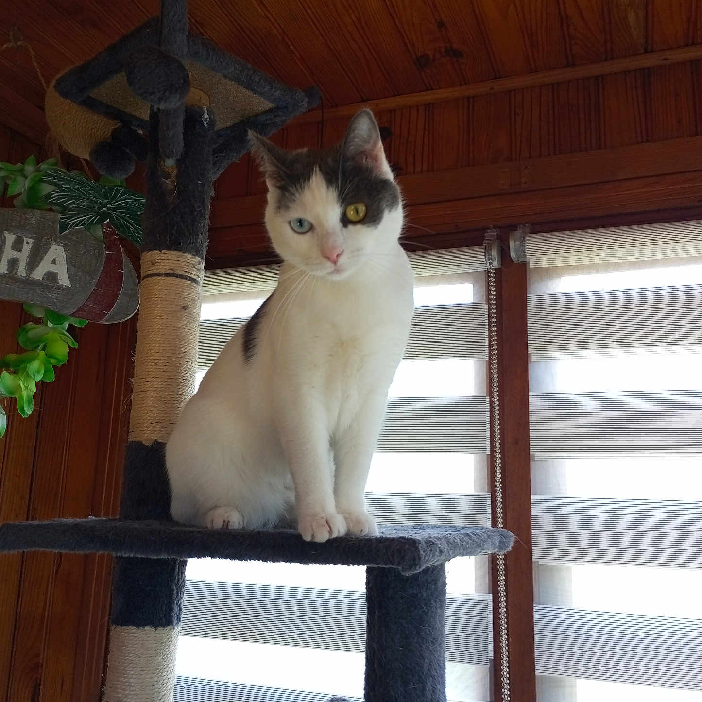 Néféra a rejoint le concours — aidez-le/la à gagner de superbes lots ! animal, cat, cat_tree, cute, daylight, domestic_cat, feline, gray_cat, heterochromia, home_interior, houseplant, indoor, pet, pet_furniture, relaxed, sitting, striped_blinds, white_cat, window_blinds, wood_paneling
