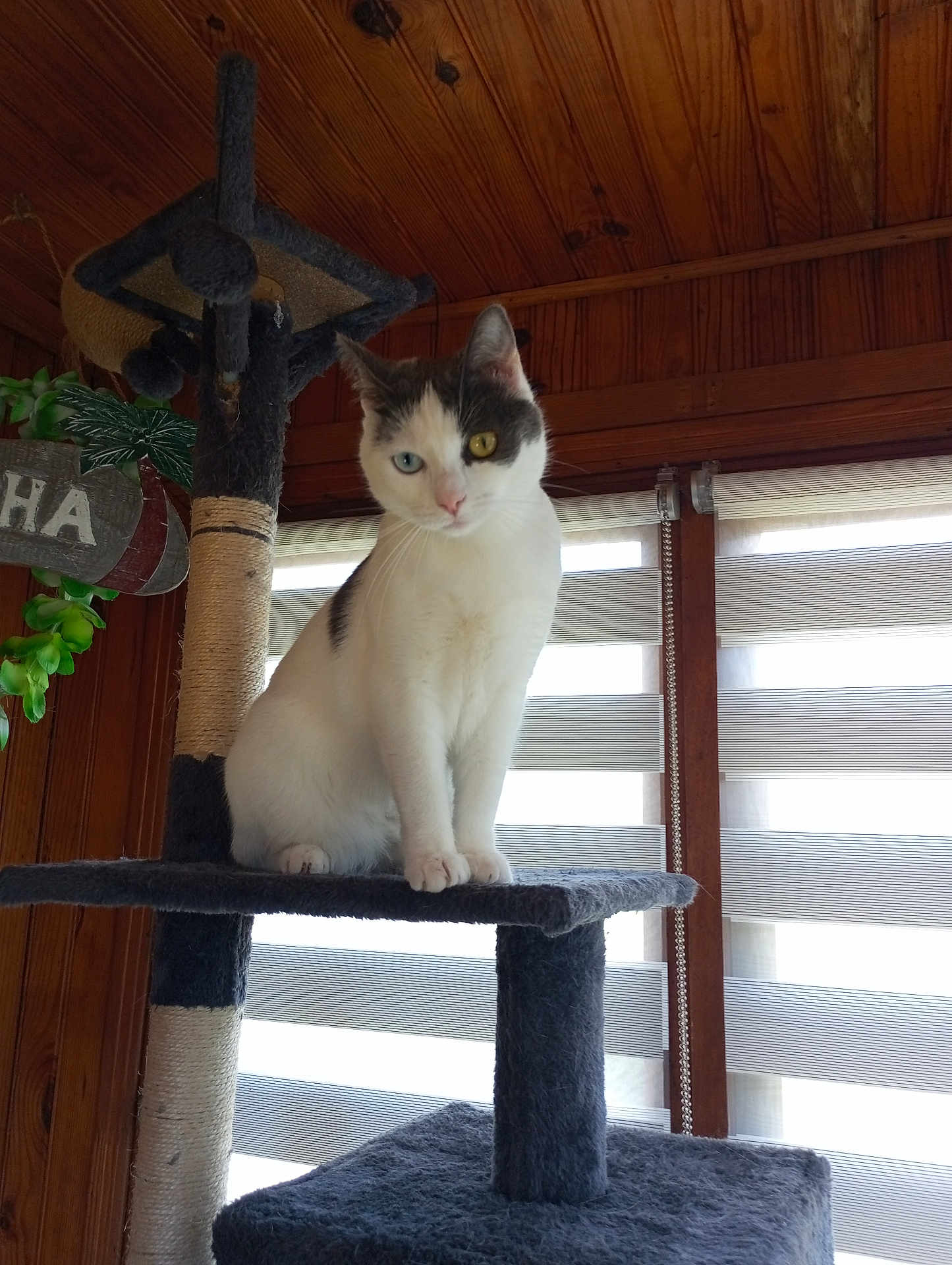 Néféra a rejoint le concours — aidez-le/la à gagner de superbes lots ! animal, cat, cat_tree, cute, daylight, domestic_cat, feline, gray_cat, heterochromia, home_interior, houseplant, indoor, pet, pet_furniture, relaxed, sitting, striped_blinds, white_cat, window_blinds, wood_paneling