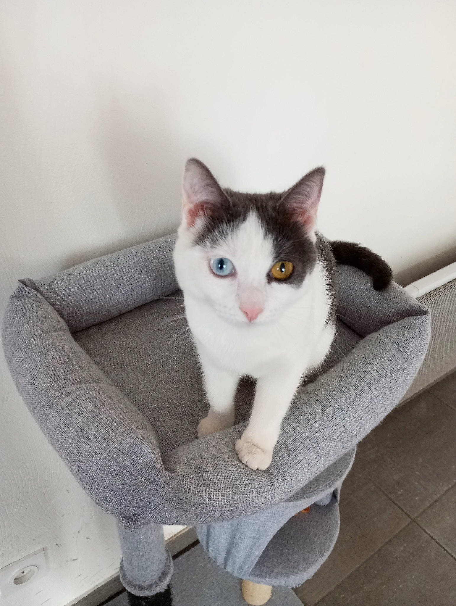 Néféra a rejoint le concours — aidez-le/la à gagner de superbes lots ! carnivore, cat, comfort, domestic_short_haired_cat, eye, felidae, flooring, fur, grey, head, iris, paw, sitting, small_to_medium_sized_cats, snout, tail, whiskers, window