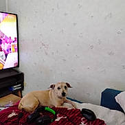 Léo participe au concours pour gagner de l'argent avec cette photo : animal, blanket, casual, comfort, couch, dog, electronics, furniture, gaming_controller, headset, home, indoor, light_brown, living_room, pet, red, relaxing, technology, television, wall