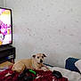 animal, blanket, casual, comfort, couch, dog, electronics, furniture, gaming_controller, headset, home, indoor, light_brown, living_room, pet, red, relaxing, technology, television, wall