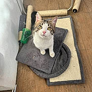 Olaf participe au concours pour gagner de l'argent avec cette photo : cat, tabby_cat, white_cat, pet, scratching_post, mat, cushion, wooden_floor, indoor, curious, looking_up, green_cup, feline, whiskers, ears, paws, fur, domestic_animal, flooring, cozy