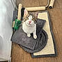 cat, tabby_cat, white_cat, pet, scratching_post, mat, cushion, wooden_floor, indoor, curious, looking_up, green_cup, feline, whiskers, ears, paws, fur, domestic_animal, flooring, cozy
