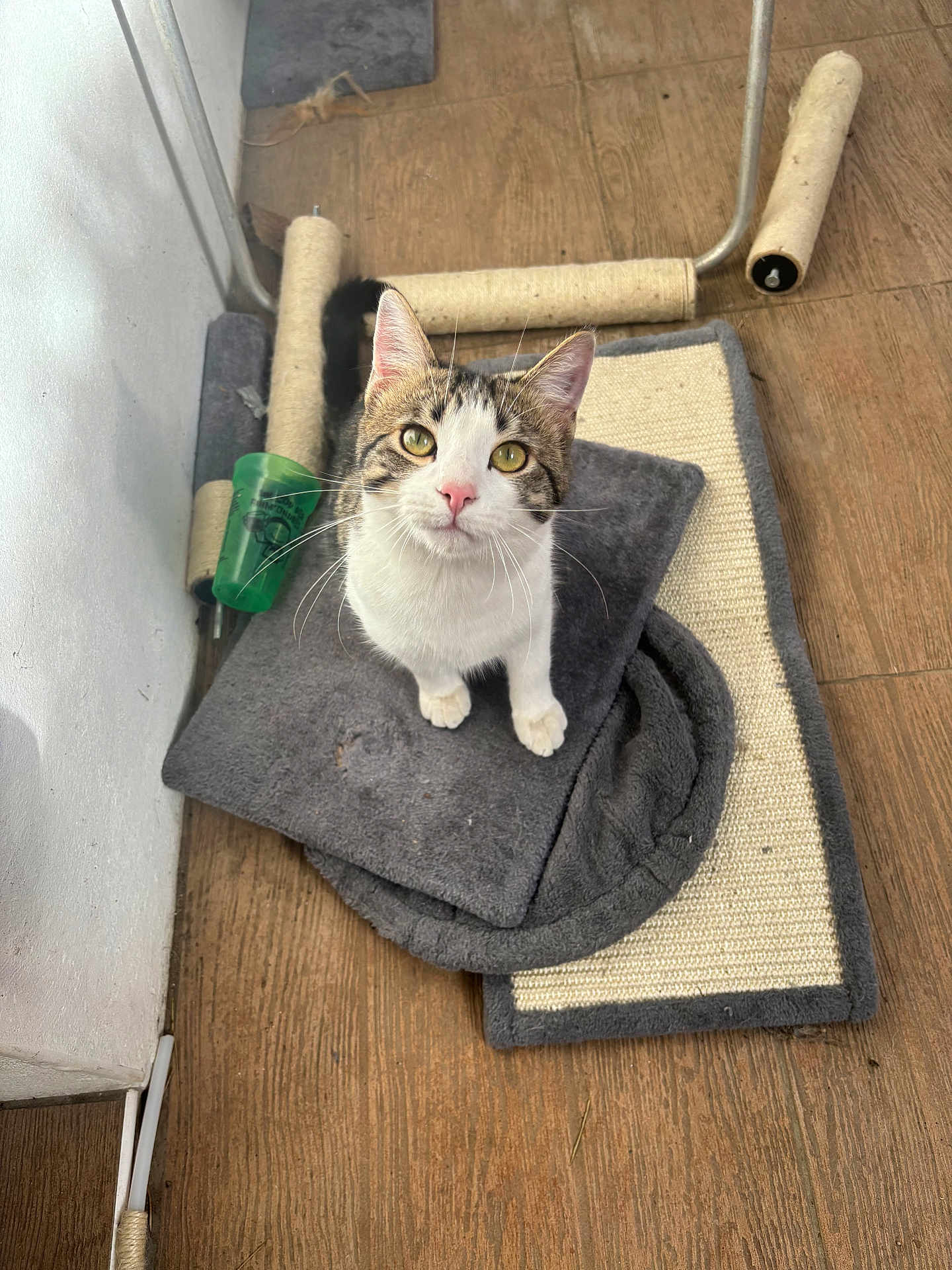 Olaf participe au concours pour gagner de l'argent avec cette photo : cat, tabby_cat, white_cat, pet, scratching_post, mat, cushion, wooden_floor, indoor, curious, looking_up, green_cup, feline, whiskers, ears, paws, fur, domestic_animal, flooring, cozy