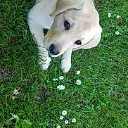 Bianca participe au concours pour gagner de l'argent avec cette photo : puppy, dog, grass, flower, daisy, pet, outdoor, nature, cute, animal, young, canine, playful, greenery, summer, floral, adorable, lying_down, collar, closeup