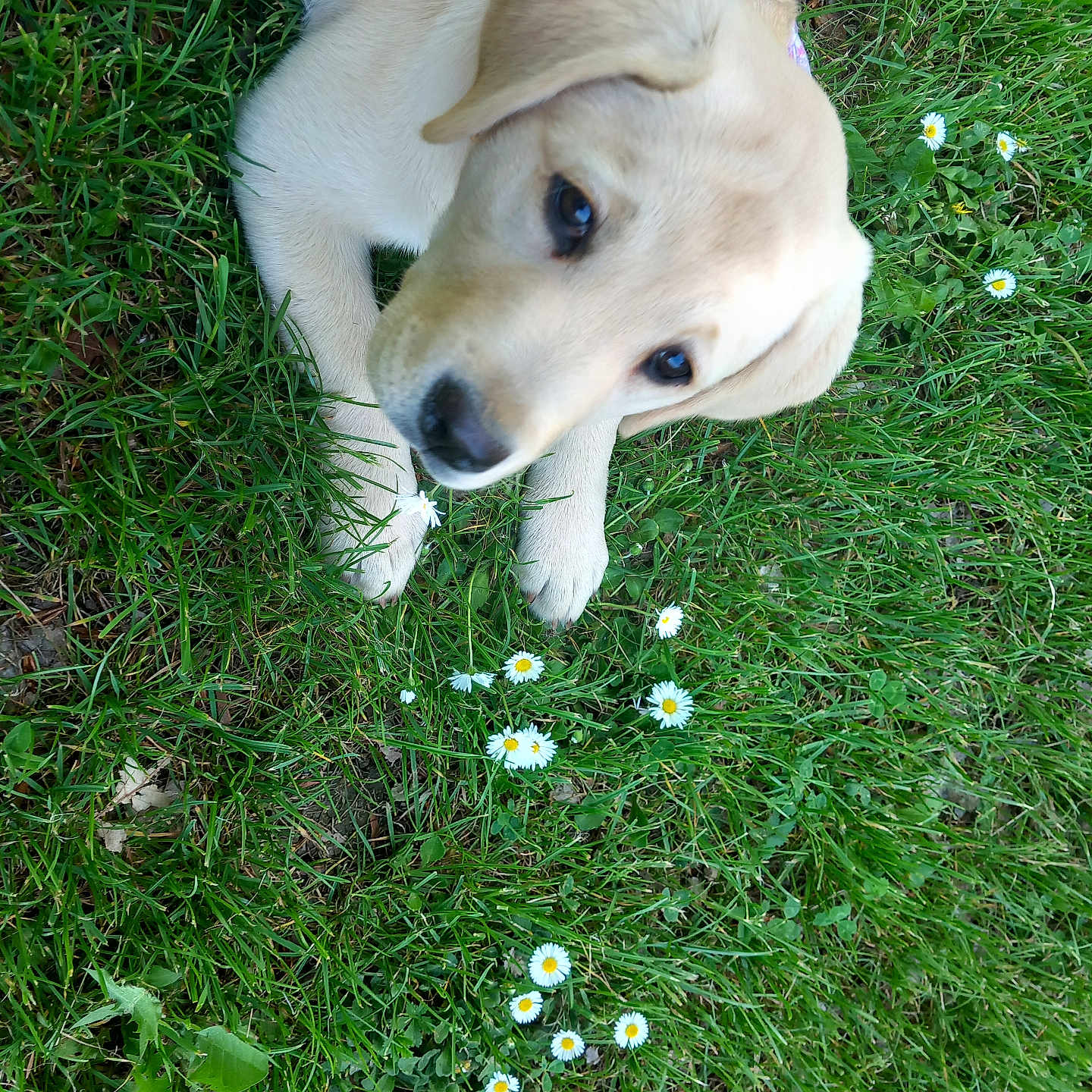 Bianca participe au concours pour gagner de l'argent avec cette photo : puppy, dog, grass, flower, daisy, pet, outdoor, nature, cute, animal, young, canine, playful, greenery, summer, floral, adorable, lying_down, collar, closeup