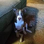 Duke is registered to the contest to win money with this photo: puppy, dog, blue_eyes, indoor, carpet, couch, brown_and_white, pet, sitting, curious, floor, young_dog, ears_up, looking_at_camera, home, furniture, animal, companion, cute, domestic