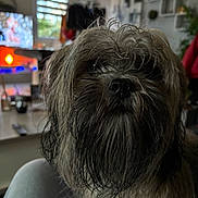 Uchka participe au concours pour gagner de l'argent avec cette photo : beard, blurred_background, casual_mess, close_up, companion, cute, dog, furniture, indoor, lamp, living_room, long_hair, nose, pet, plant, portrait, shih_tzu, television, wet_fur, whiskers