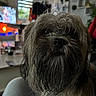 beard, blurred_background, casual_mess, close_up, companion, cute, dog, furniture, indoor, lamp, living_room, long_hair, nose, pet, plant, portrait, shih_tzu, television, wet_fur, whiskers